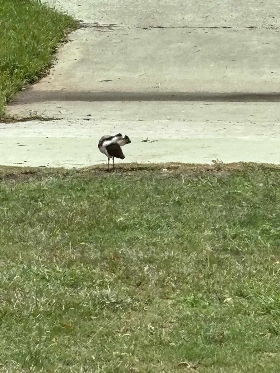 čejka australská - ML645032854