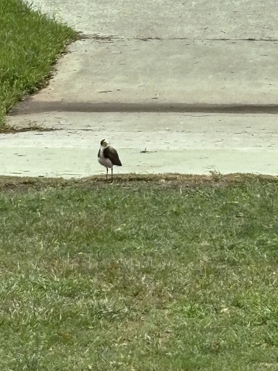 čejka australská - ML645032855