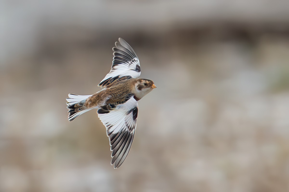 Snow Bunting - ML645032864
