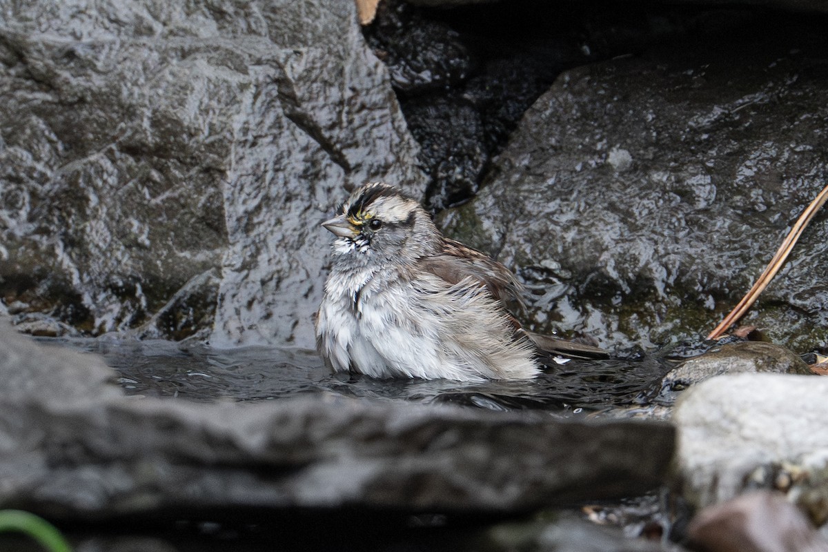 White-throated Sparrow - ML645032885