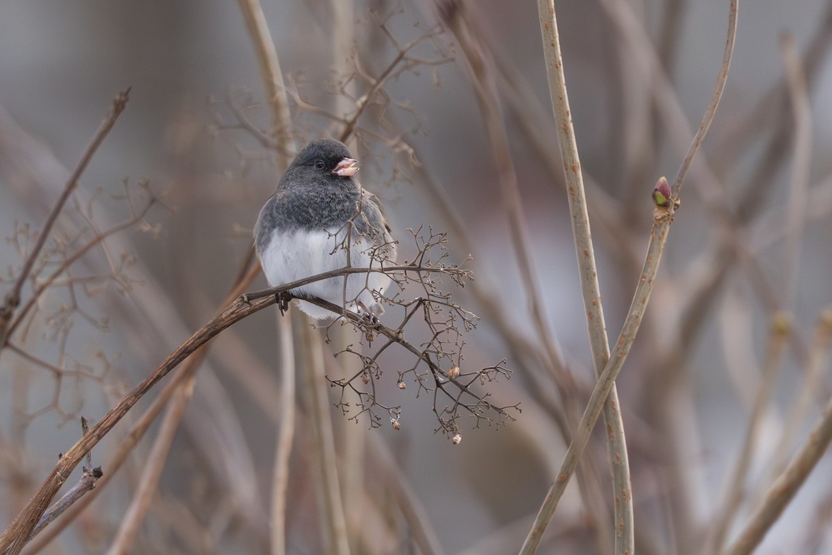 Dark-eyed Junco (Slate-colored) - ML645032888
