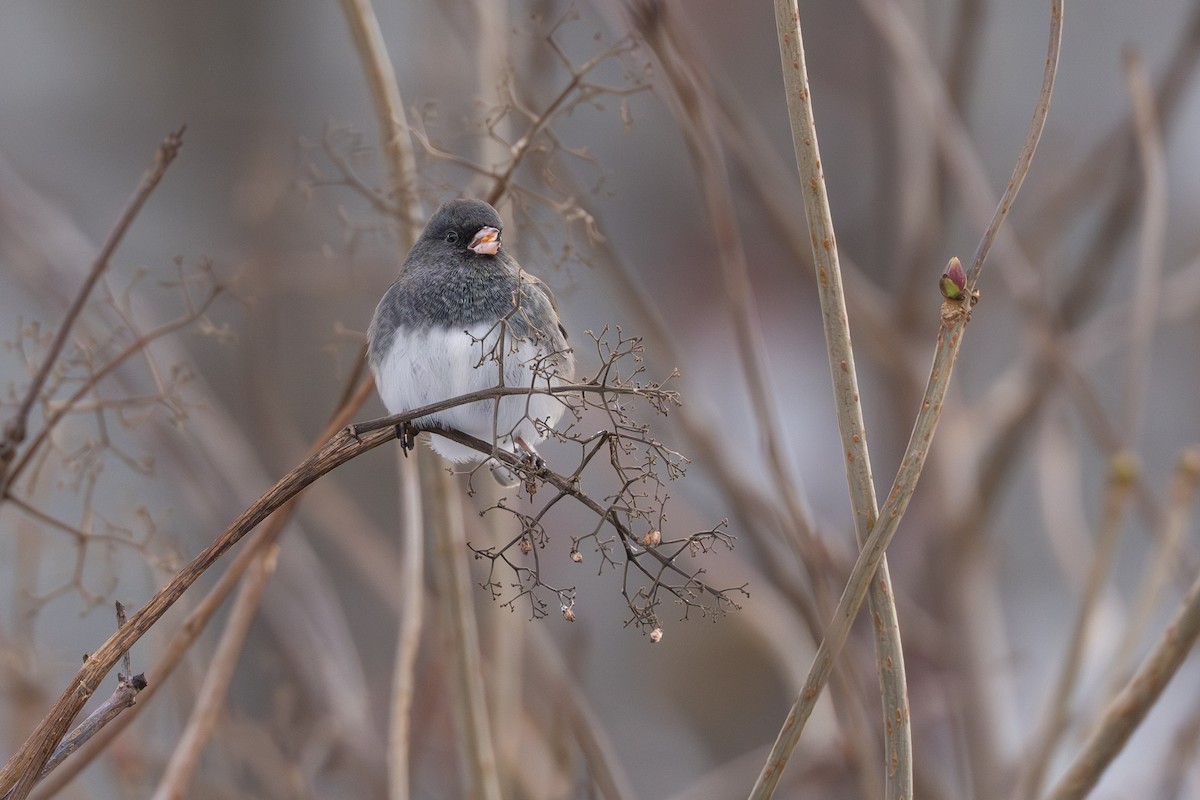 Dark-eyed Junco (Slate-colored) - ML645032889