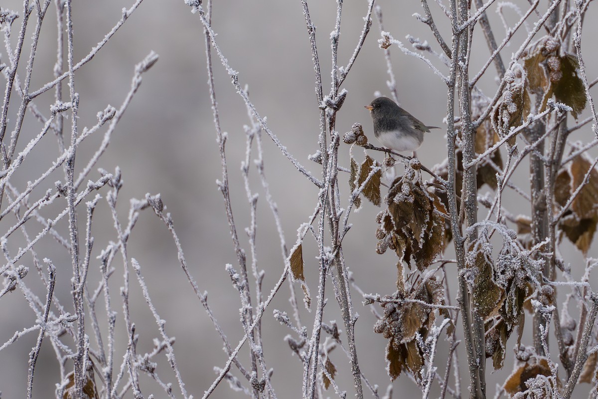 Dark-eyed Junco (Slate-colored) - ML645032890