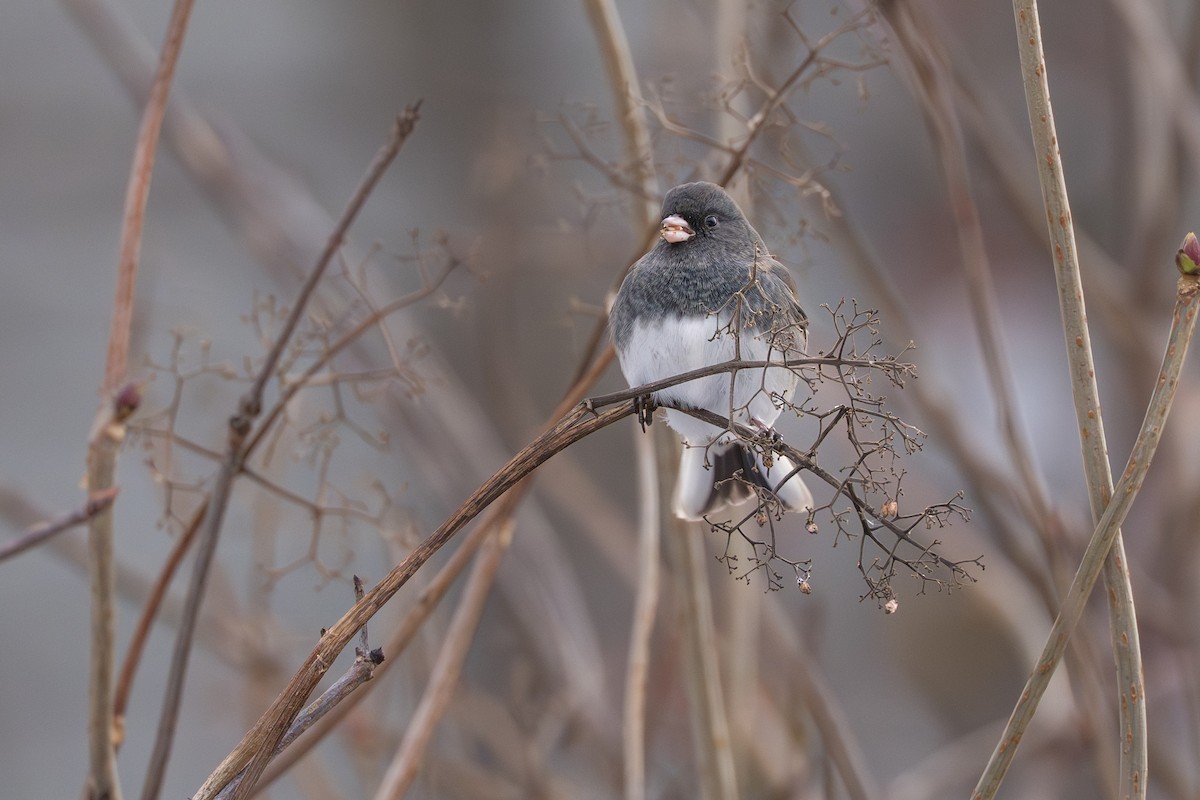 Dark-eyed Junco (Slate-colored) - ML645032892