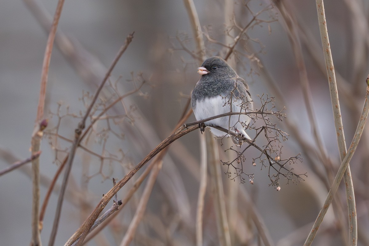 Dark-eyed Junco (Slate-colored) - ML645032894