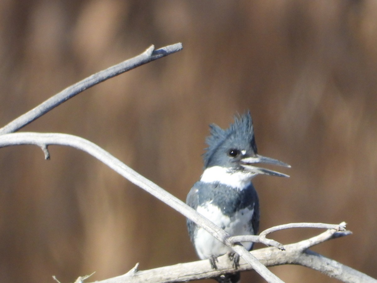 Martin handi iparramerikarra - ML645033013