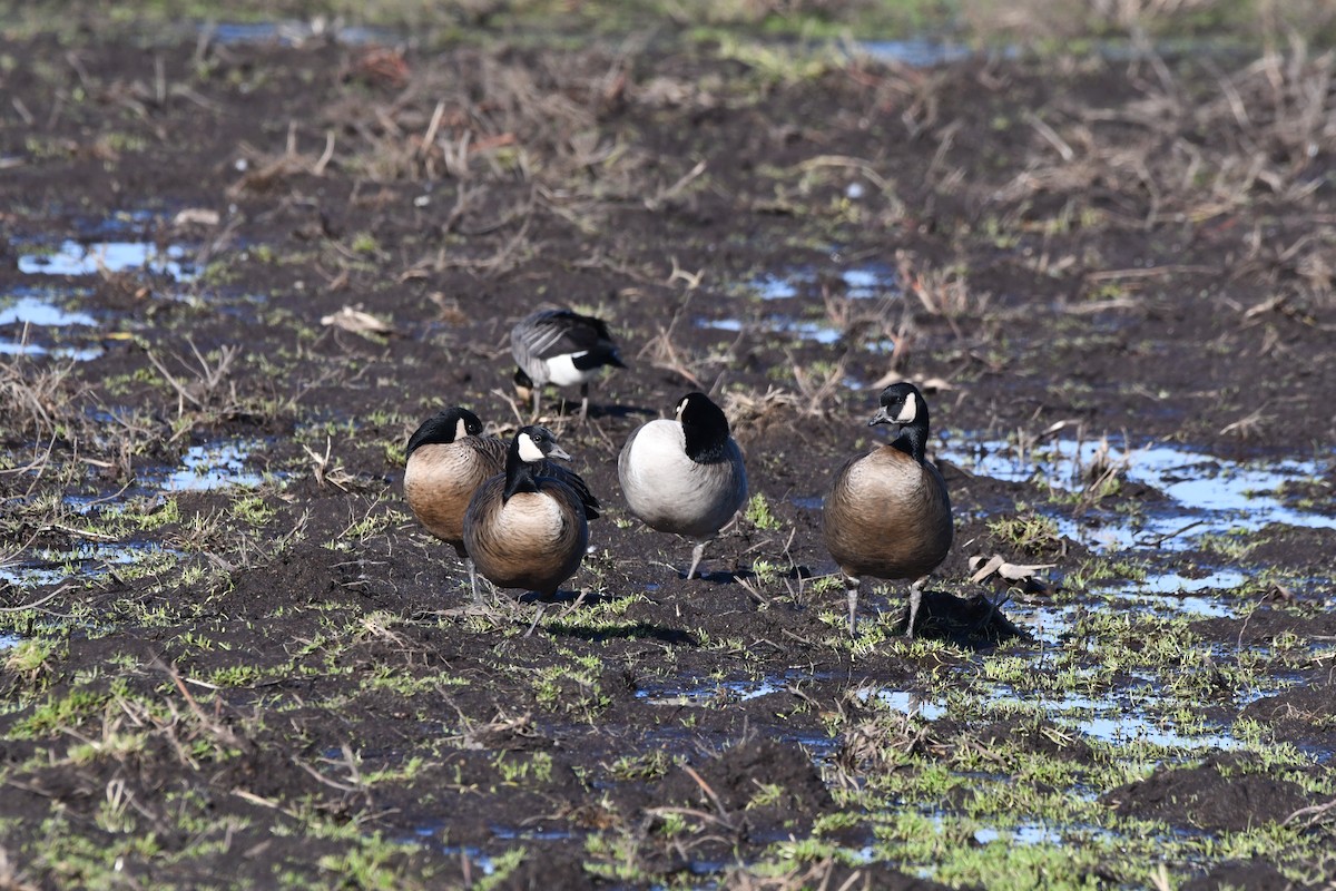 カナダガン（occidentalis／fulva） - ML645033037