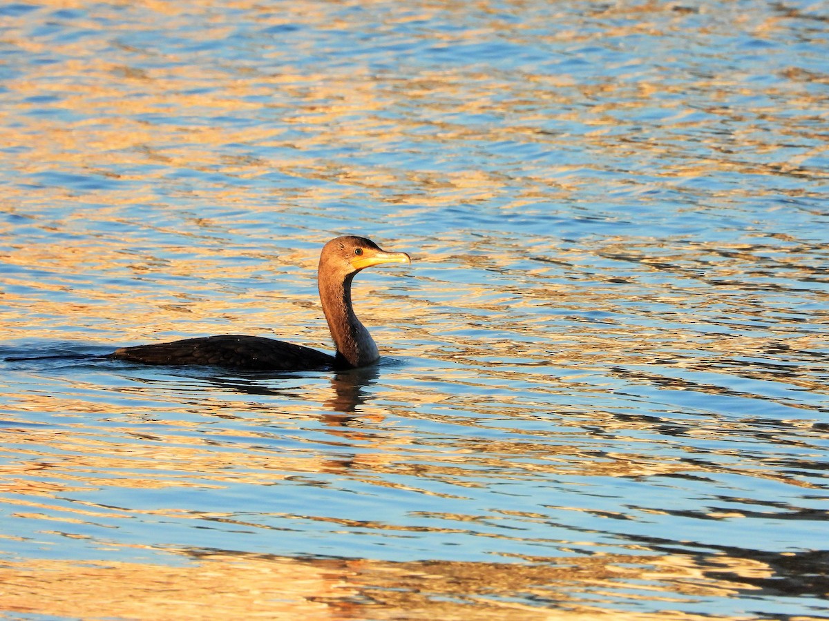 ミミヒメウ - ML645033040