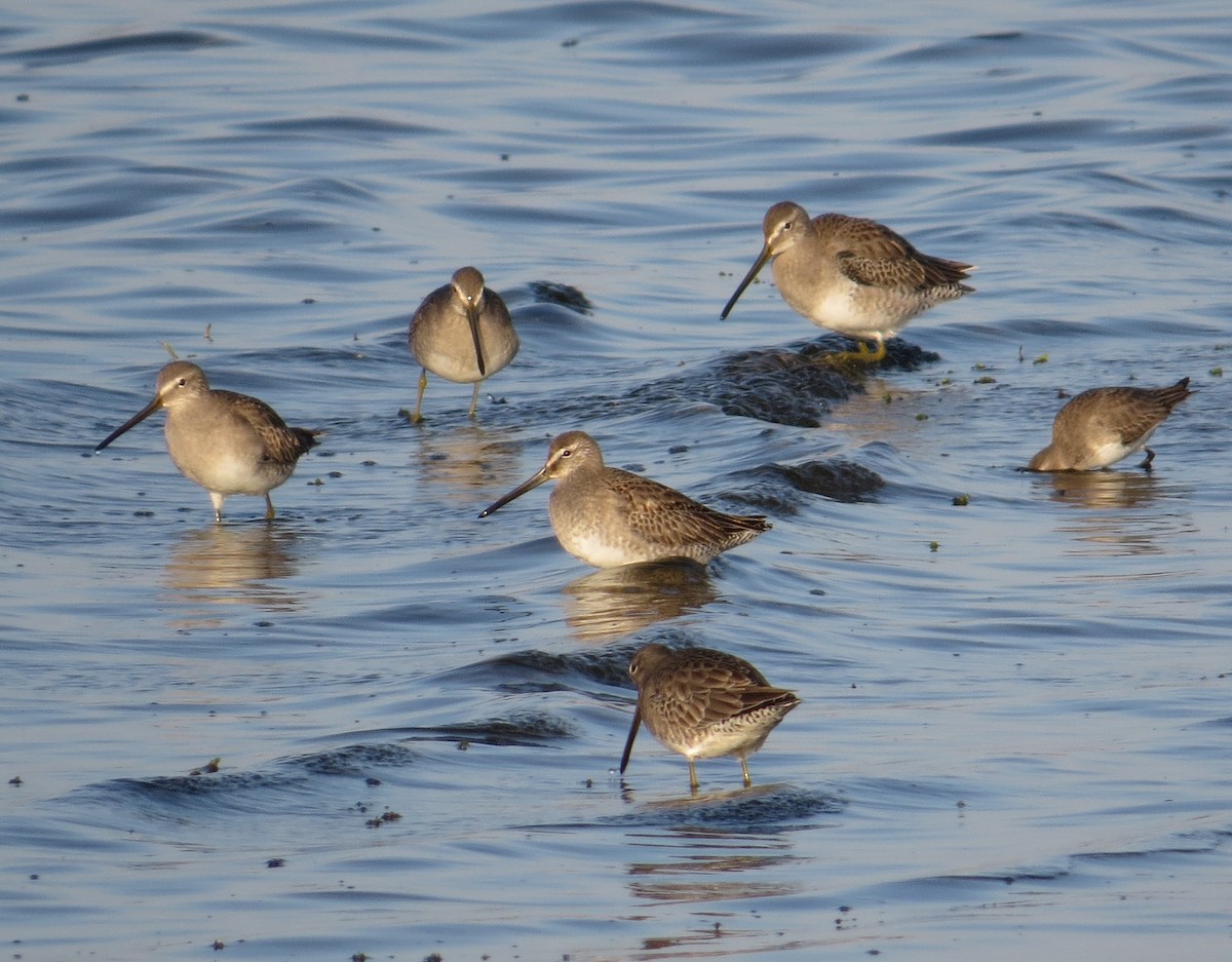 オオハシシギ - ML645033056