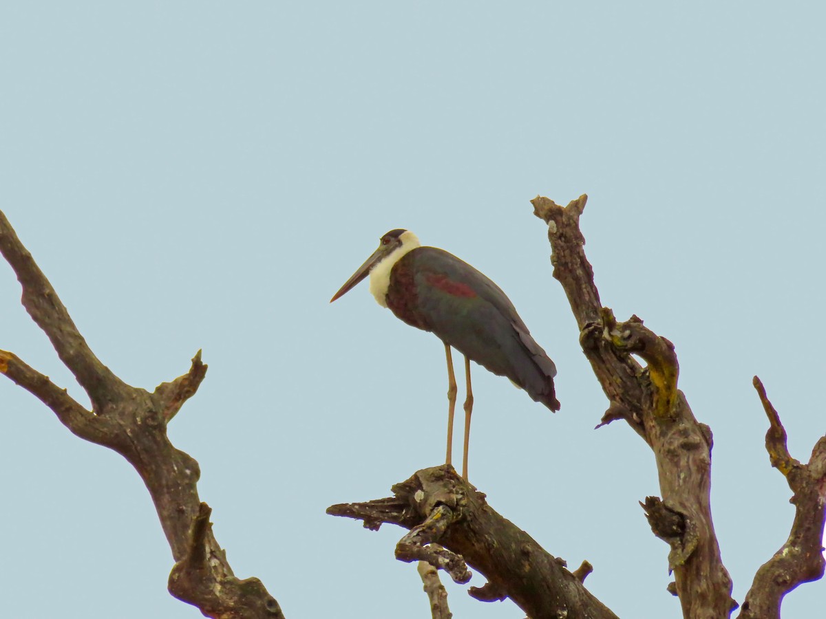 Cigüeña Lanuda Asiática - ML645033069