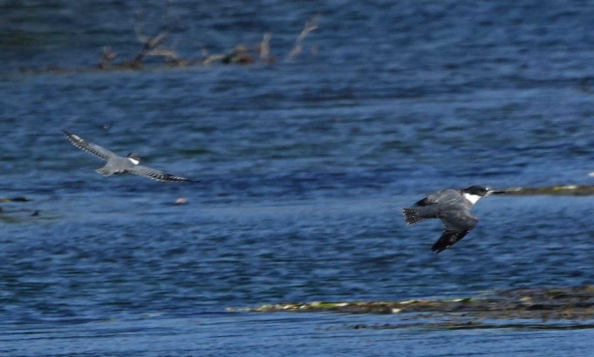 Martin handi iparramerikarra - ML645033076