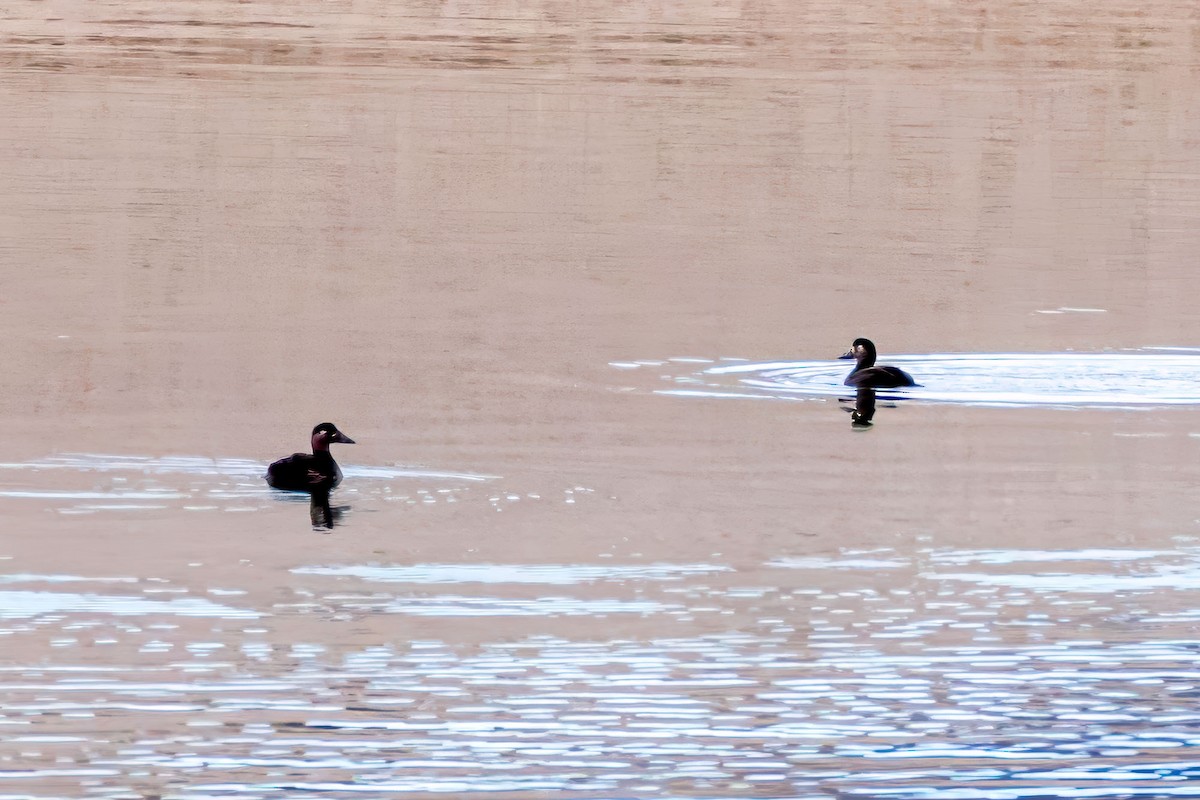 Surf Scoter - ML645033083