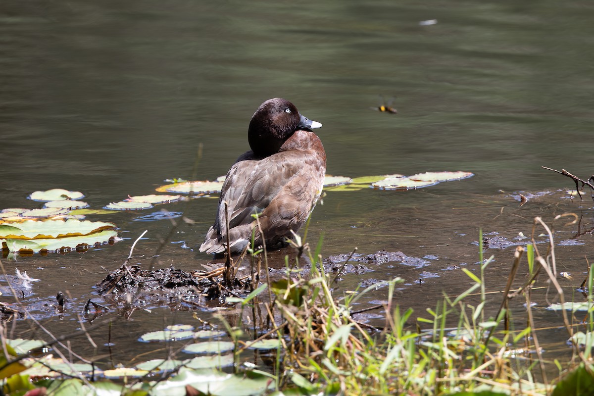 オーストラリアメジロガモ - ML645033084