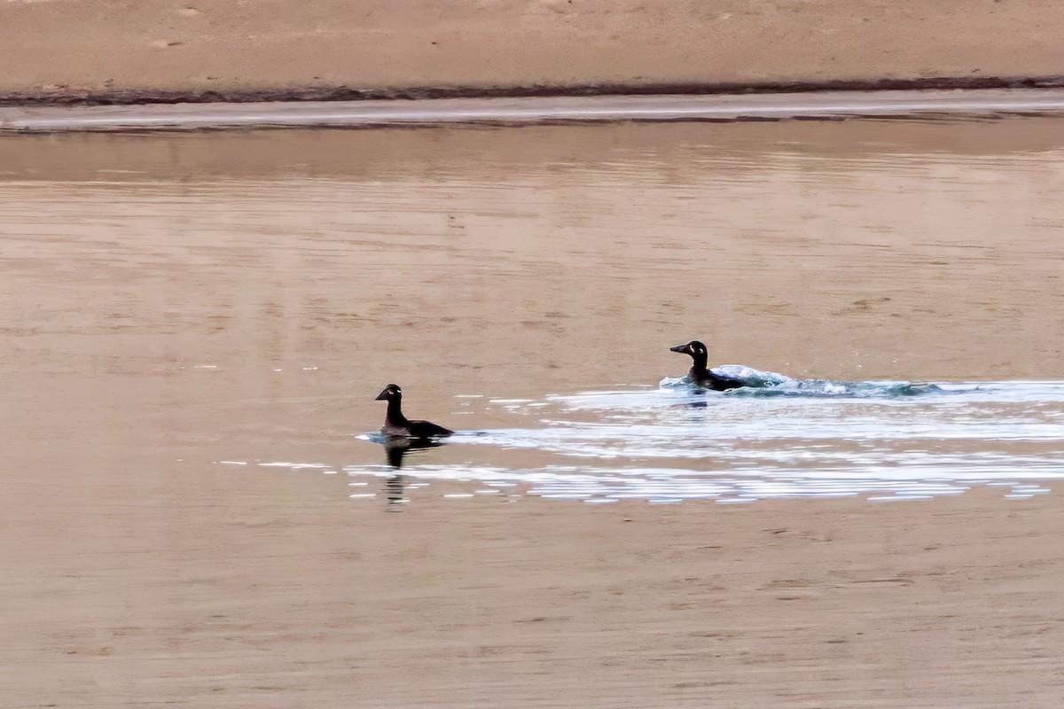 Surf Scoter - ML645033085