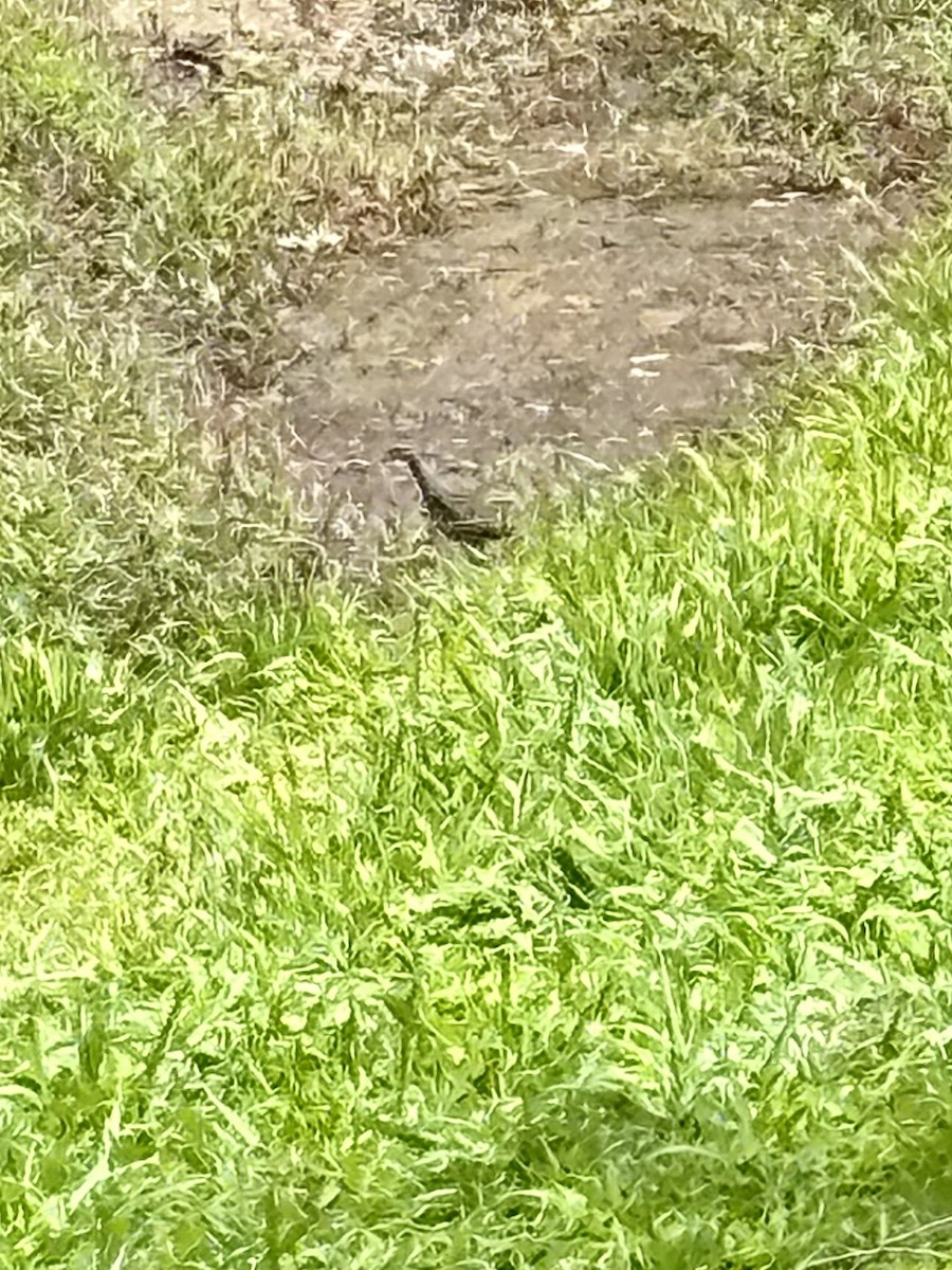 ナンヨウクイナ - ML645033086