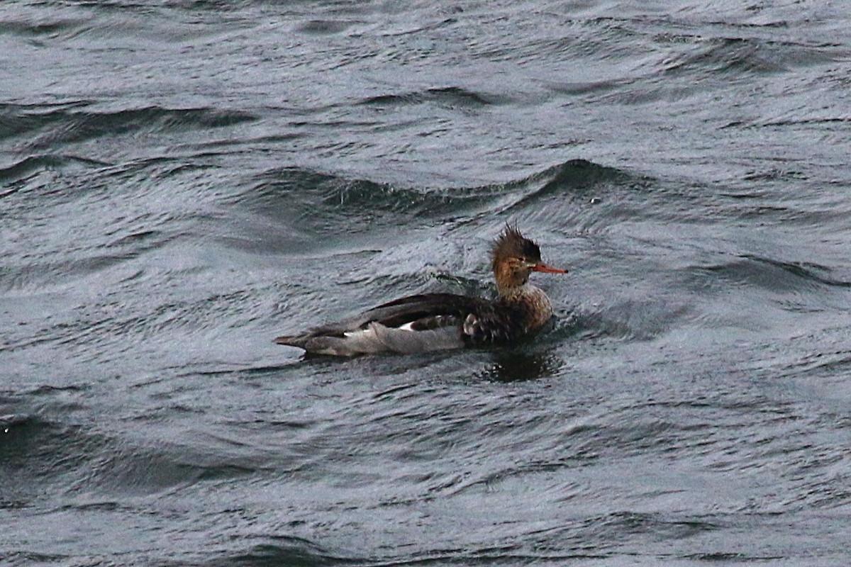 ウミアイサ - ML645033089