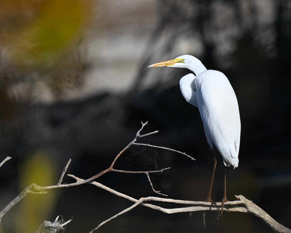 ダイサギ（egretta） - ML645033090