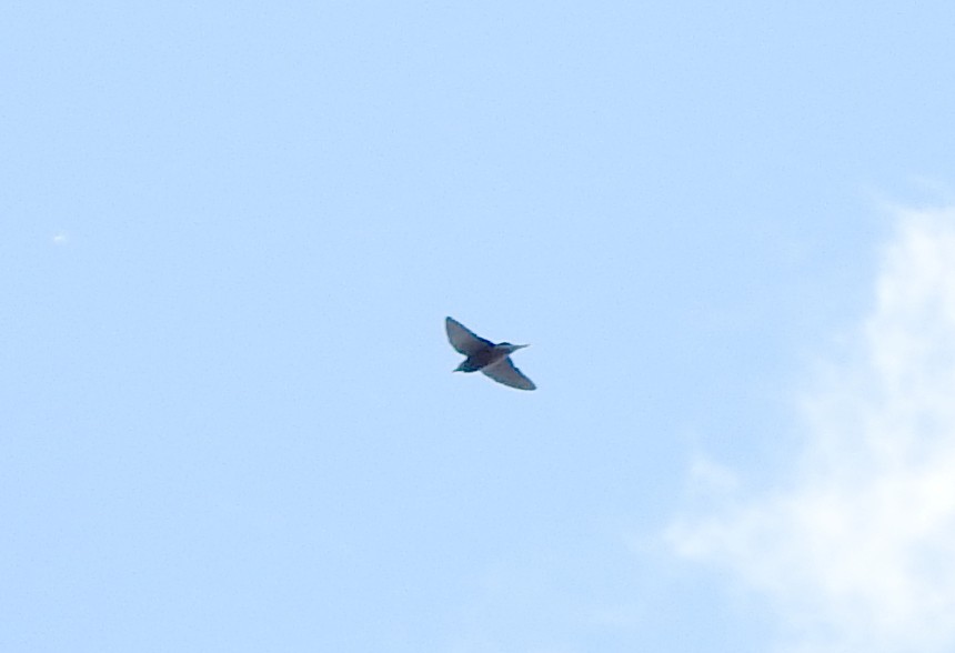 lasolet bělobrvý - ML645033091