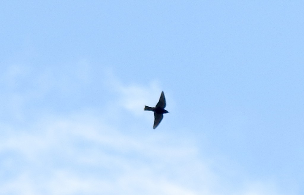 lasolet bělobrvý - ML645033092