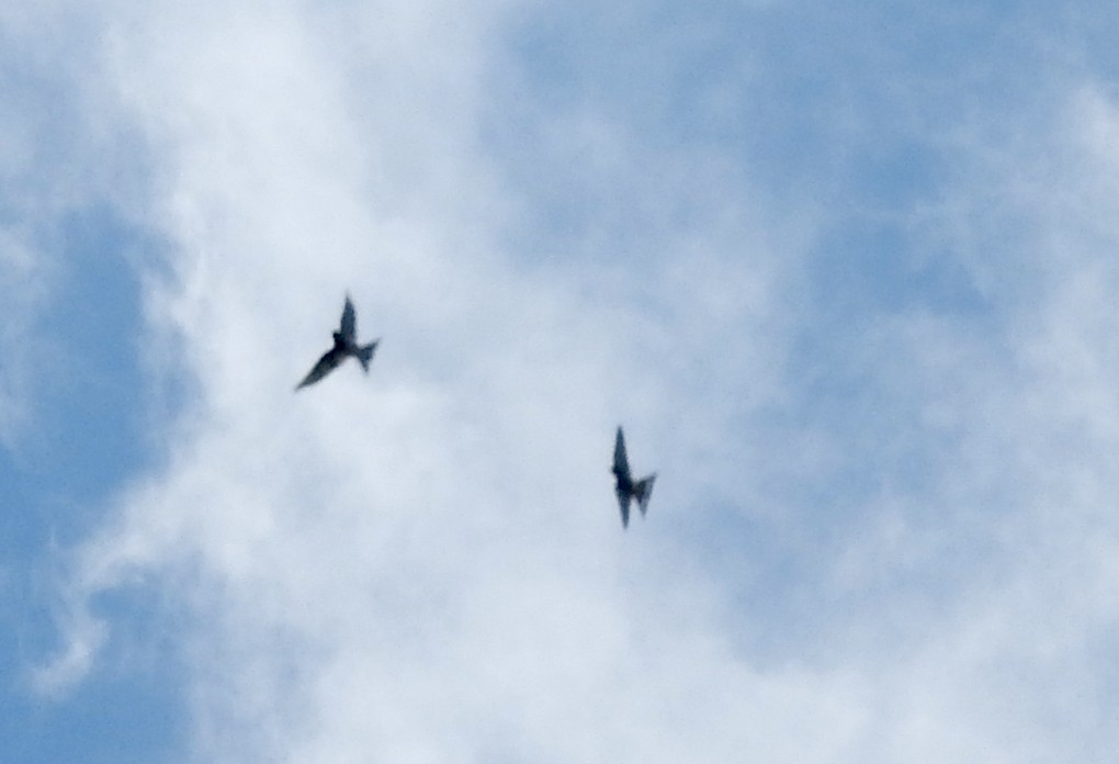 lasolet bělobrvý - ML645033093