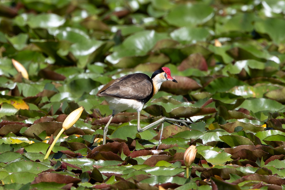 トサカレンカク - ML645033094