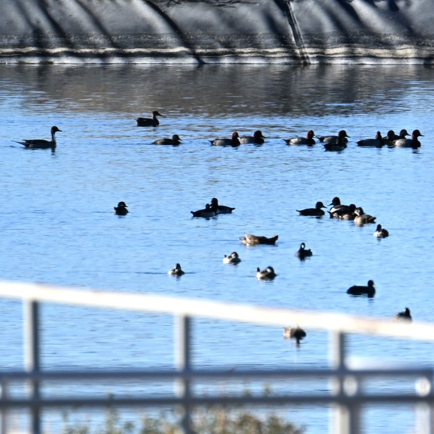 オナガガモ - ML645033097