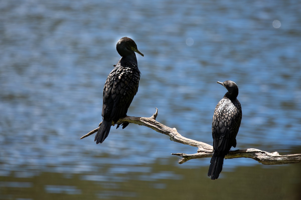 ミナミクロヒメウ - ML645033100