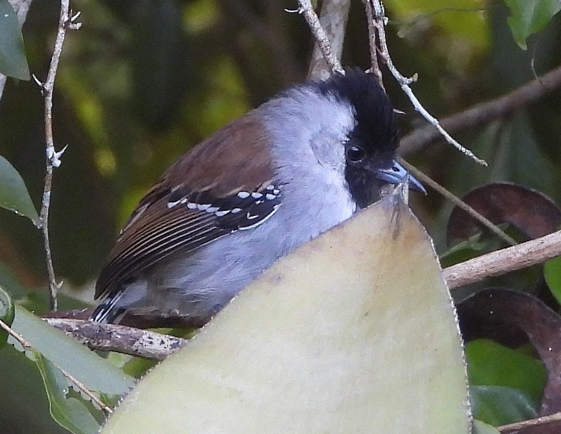 ギンホオエボシアリモズ - ML645033101