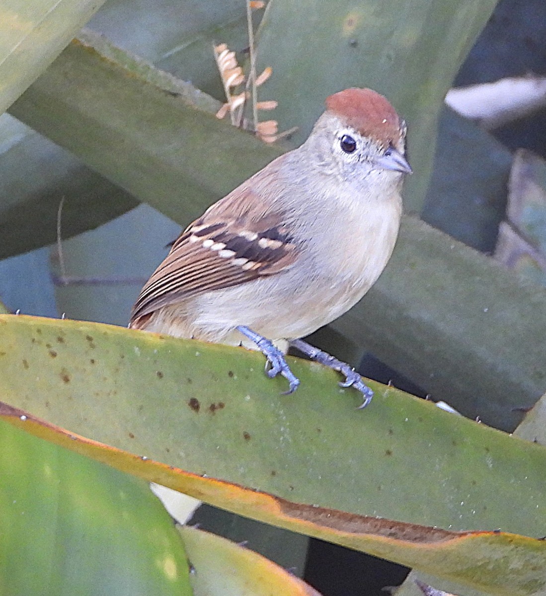 ギンホオエボシアリモズ - ML645033102