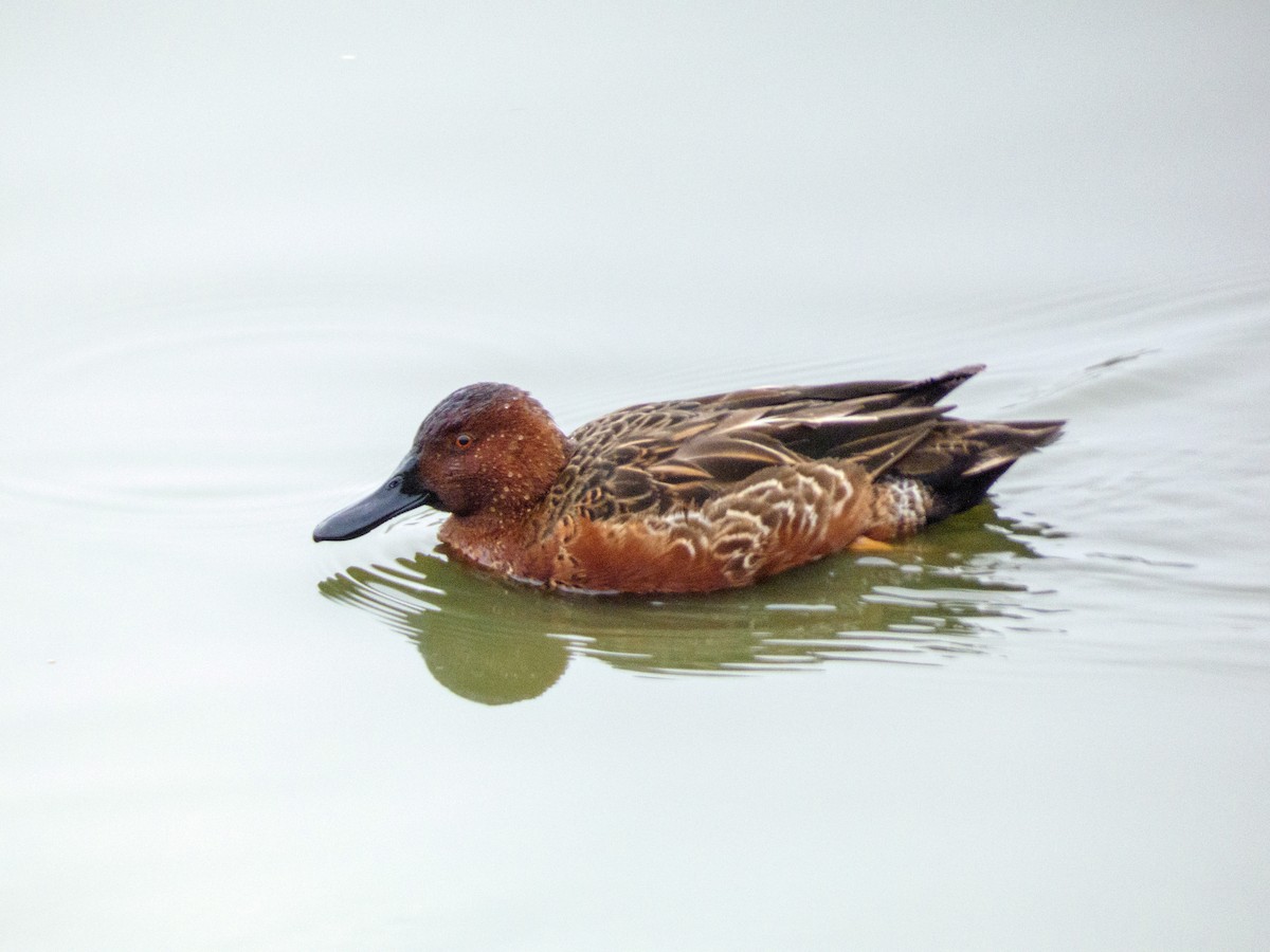 アカシマアジ - ML645033103