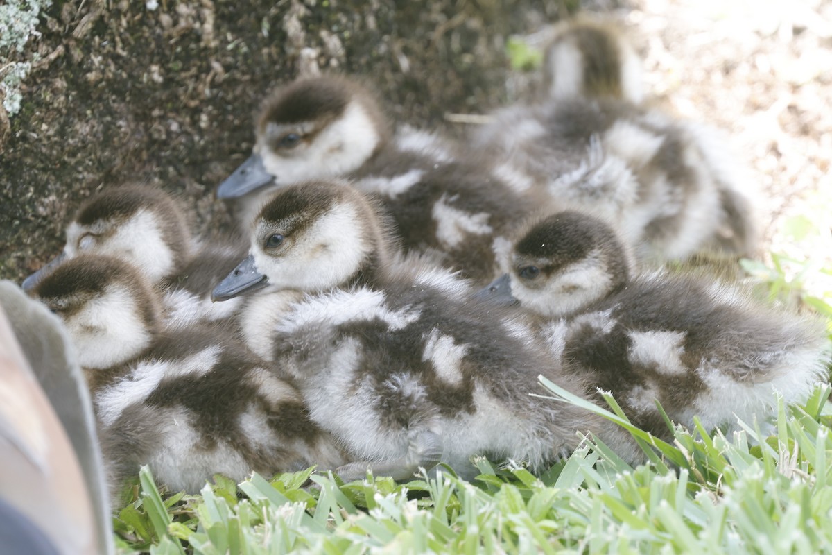 エジプトガン - ML645033105