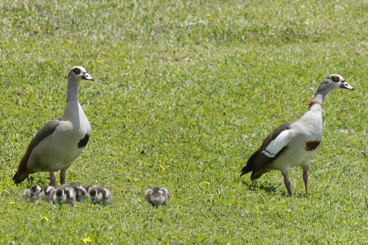 エジプトガン - ML645033106