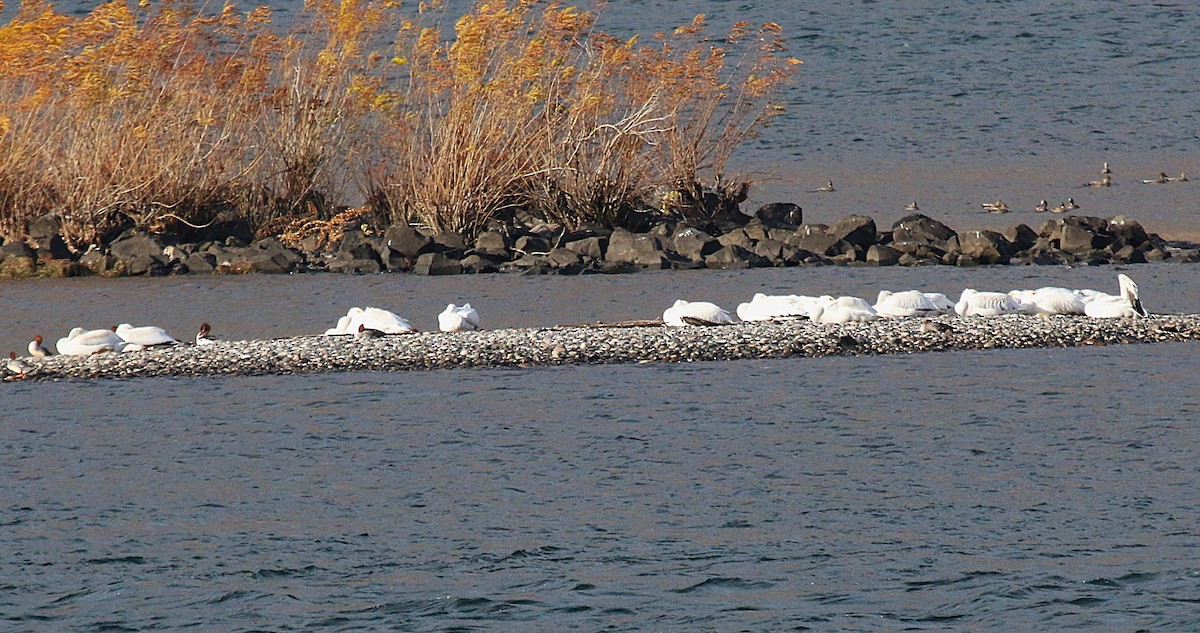 アメリカシロペリカン - ML645033107