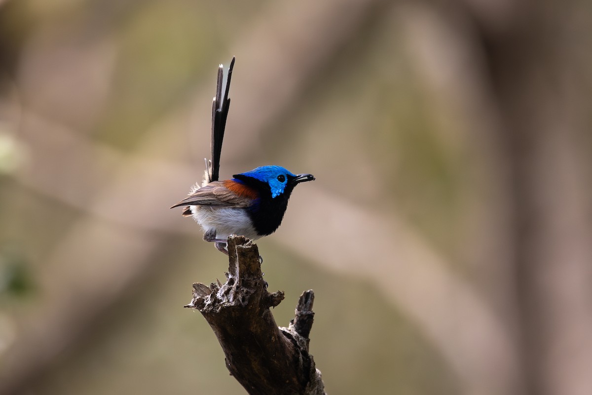 タサイオーストラリアムシクイ - ML645033108