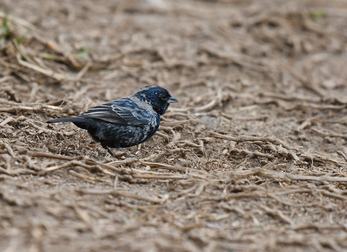 シコンヒワ - ML645033110