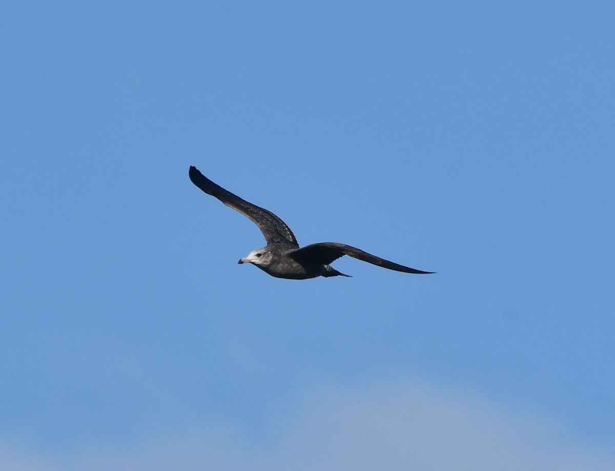 カリフォルニアカモメ - ML645033112