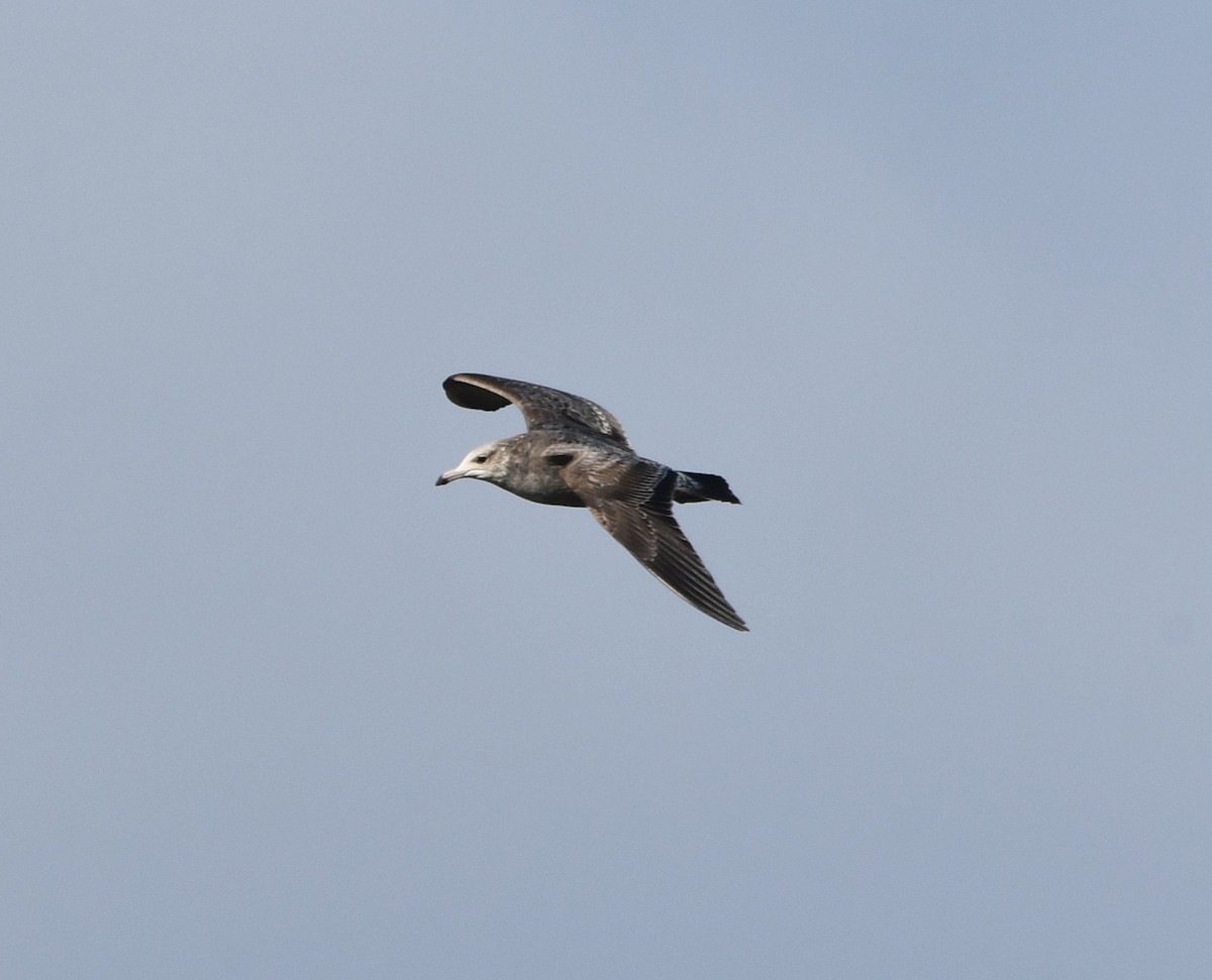 カリフォルニアカモメ - ML645033114