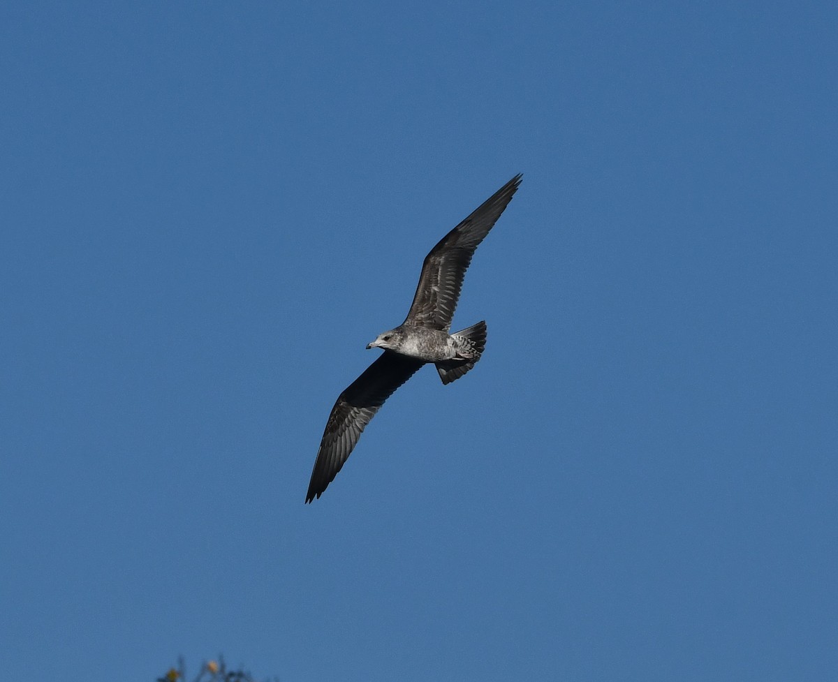 カリフォルニアカモメ - ML645033115