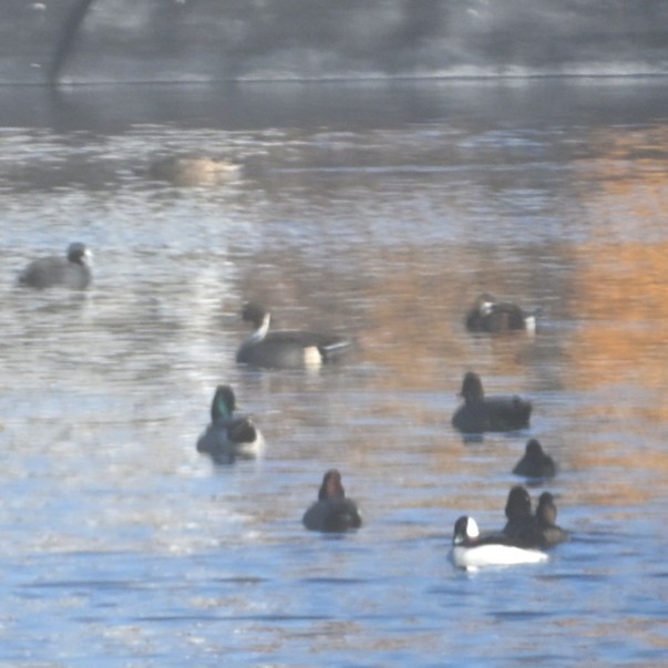 オナガガモ - ML645033116