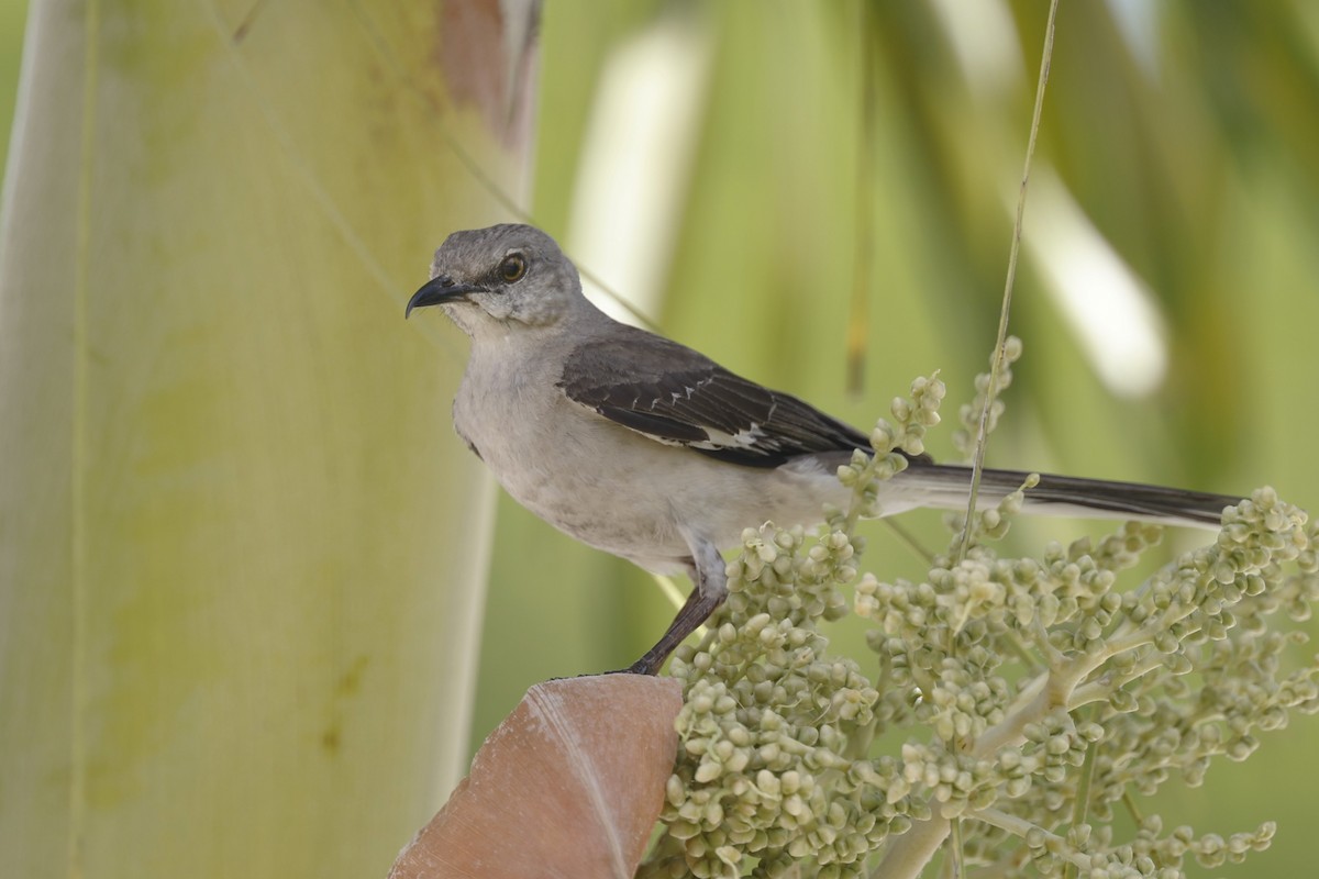 マネシツグミ - ML645033117