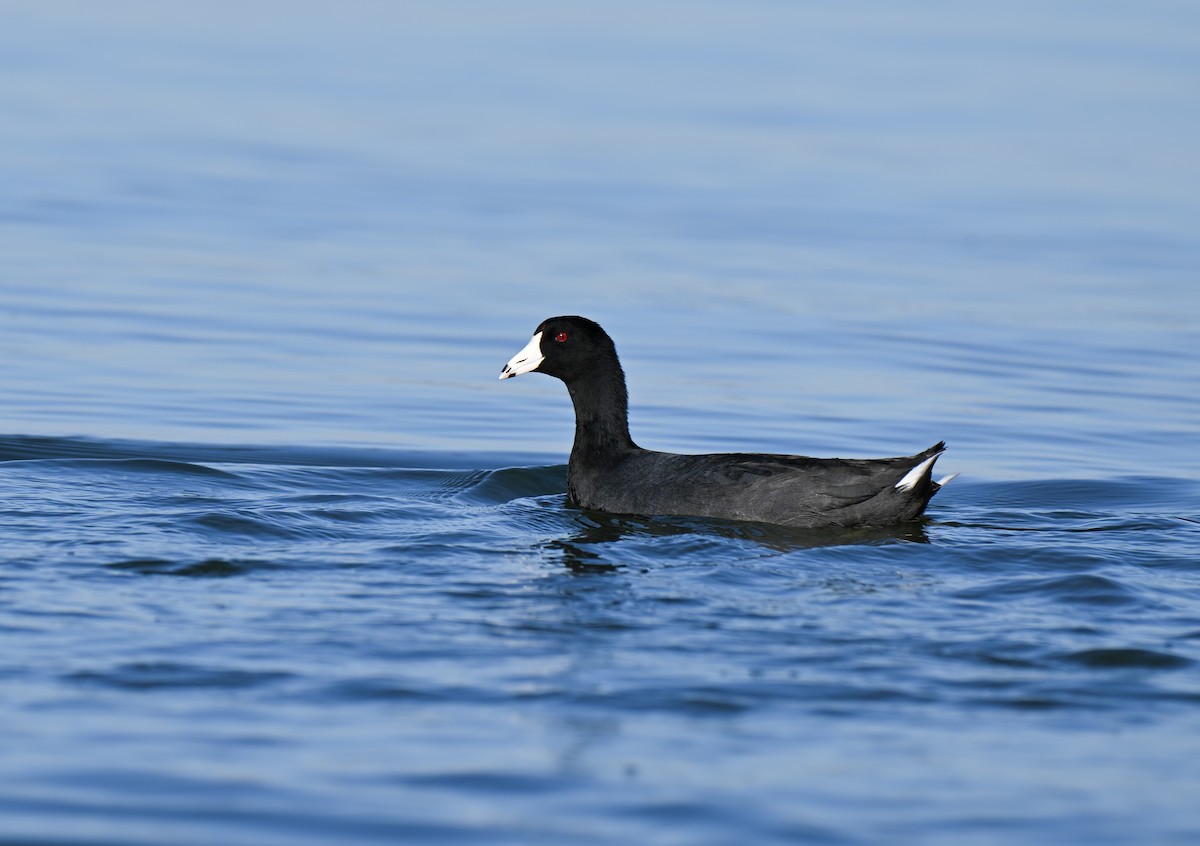 アメリカオオバン（赤い額板） - ML645033118