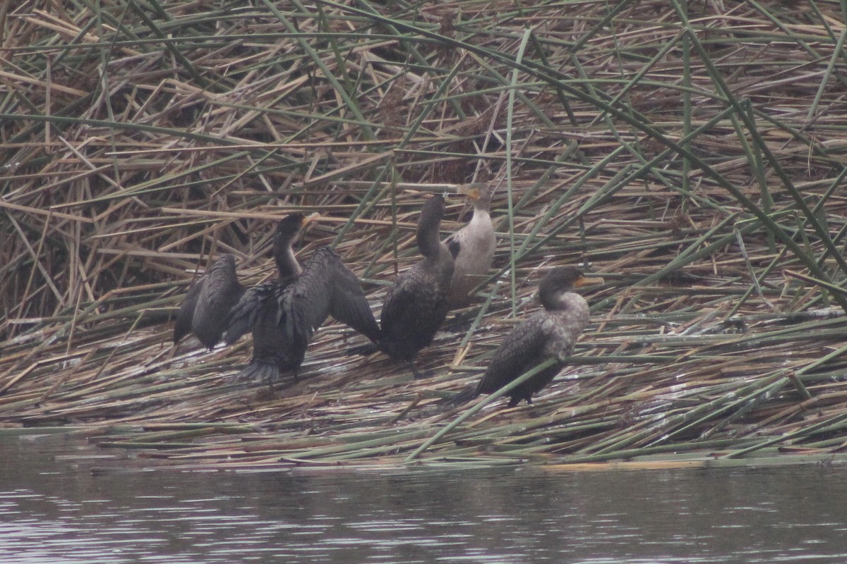 ミミヒメウ - ML645033119