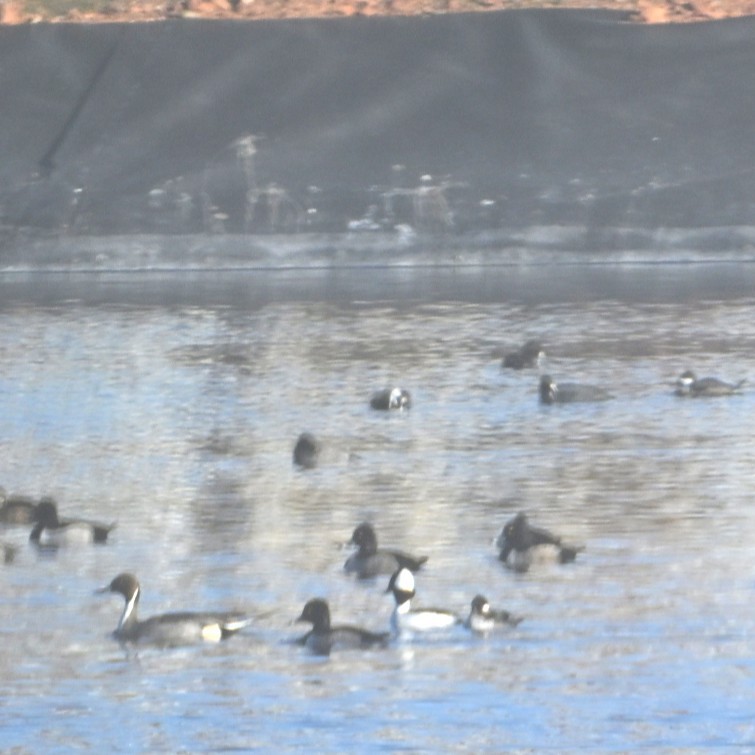 オナガガモ - ML645033121