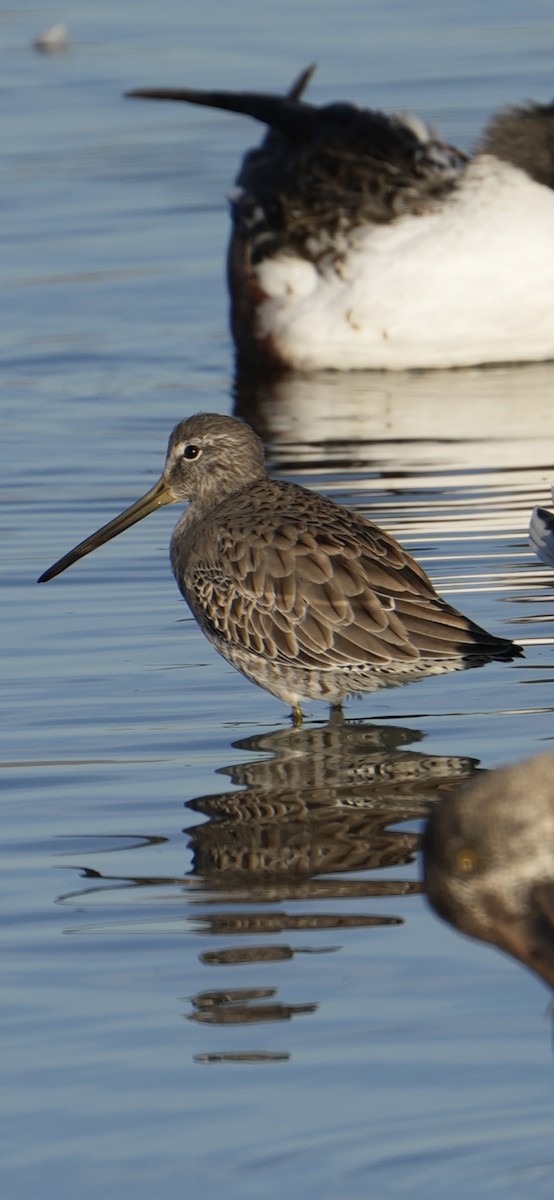 オオハシシギ - ML645033122