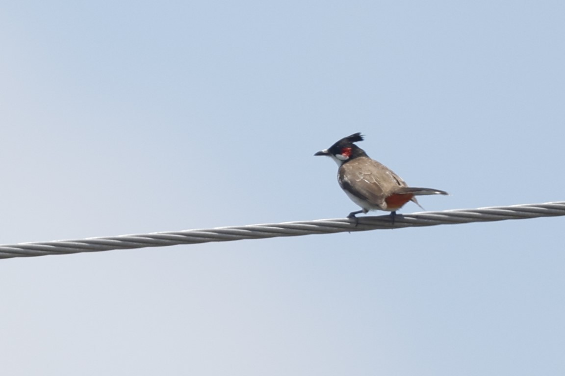 コウラウン - ML645033124