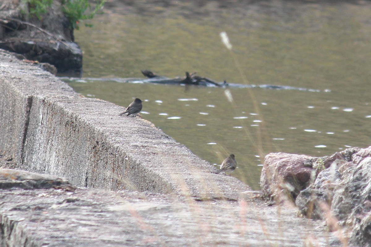 Black Phoebe - ML645033125