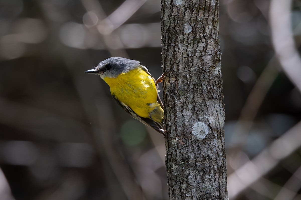 Королець жовтий - ML645033135