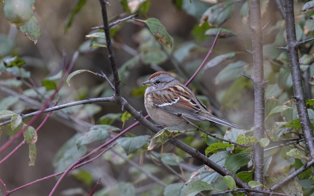 American Tree Sparrow - ML645033141
