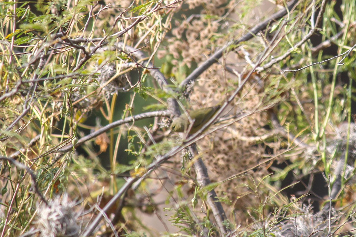 lesňáček hvězdičkový - ML645033146