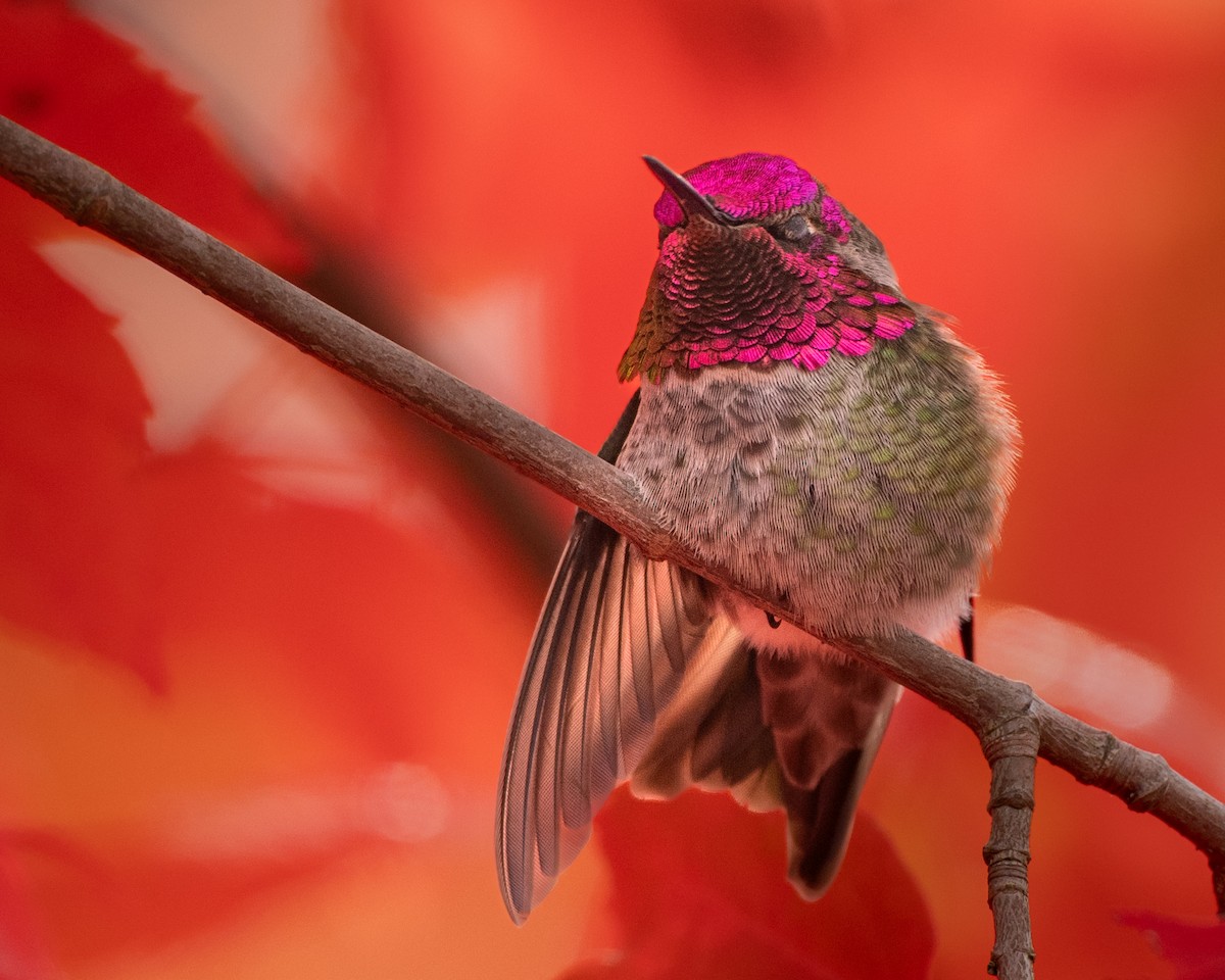 Anna's Hummingbird - ML645033152